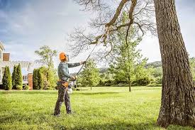 Best Residential Tree Removal  in Suitland, MD