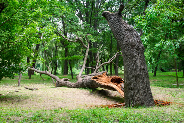 Best Tree Disease Treatment  in Suitland, MD