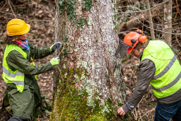 Best Tree Risk Assessment  in Suitland, MD