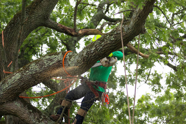 Trusted Suitland, MD Tree Removal Services Experts