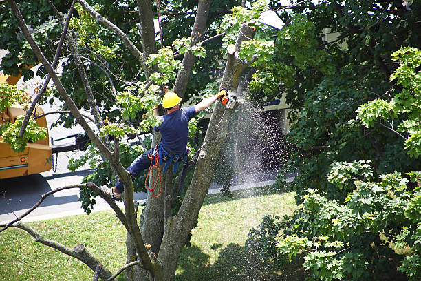 Leaf Removal in Suitland, MD