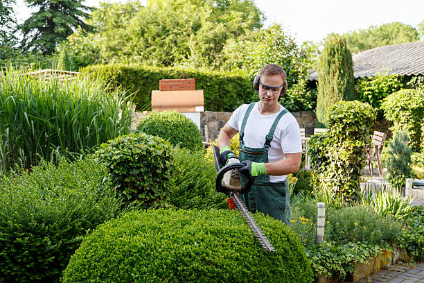 Best Lawn Renovation and Restoration  in Suitland, MD