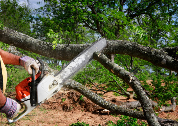 How Our Tree Care Process Works  in  Suitland, MD