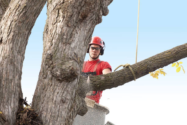 Best Hedge Trimming  in Suitland, MD